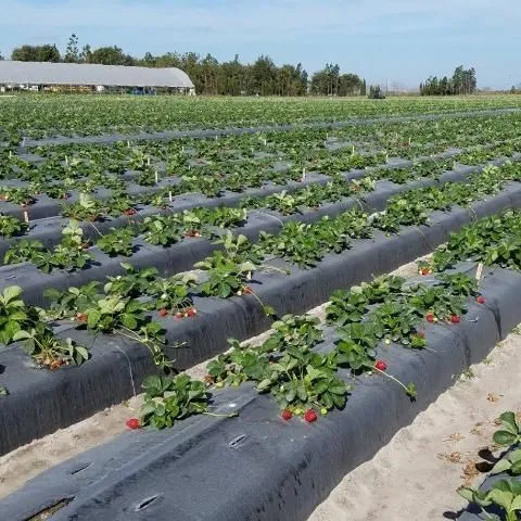 thumbnail for publication: The UF/IFAS Strawberry Clean Plant Program